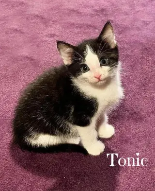 Tonic  *kitten*