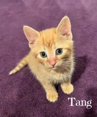 Tonic  *kitten*
