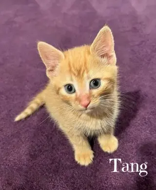 Tang *kitten*