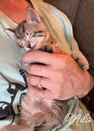 Milo *kitten*