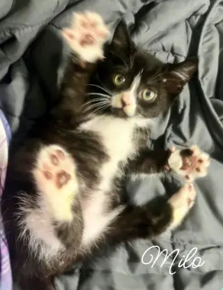 Milo *kitten*