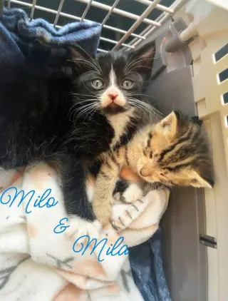 Mila  *kitten*
