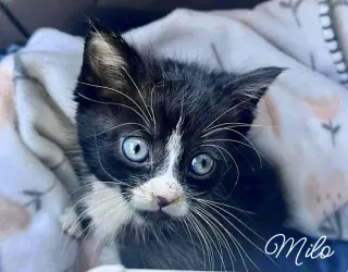 Mila  *kitten*