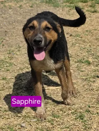 Magical Sapphire