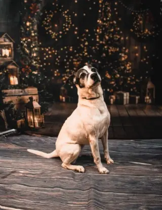 Darla