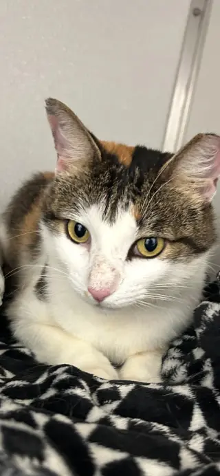 Dinah is a Doll! Adopt ASAP! Stunning!