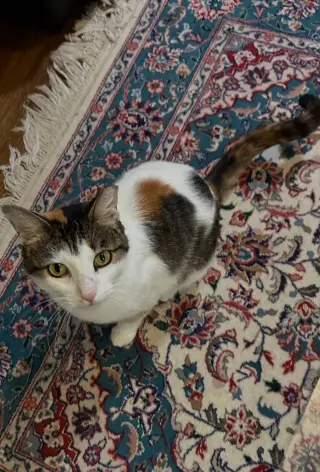 Dinah is a Doll! Adopt ASAP! Stunning!