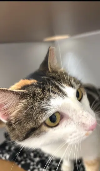 Dinah is a Doll! Adopt ASAP! Stunning!
