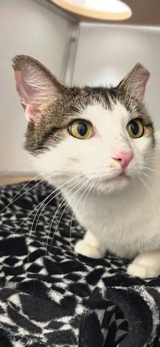 Dinah is a Doll! Adopt ASAP! Stunning!