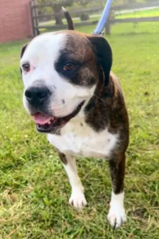 Amos
