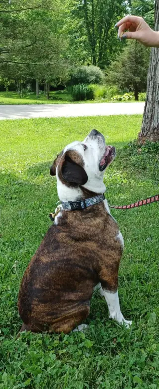 Amos