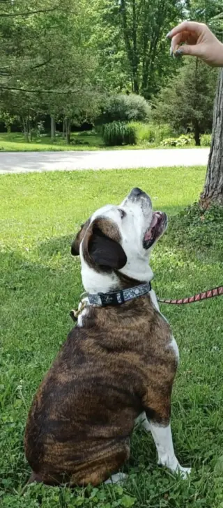 Amos
