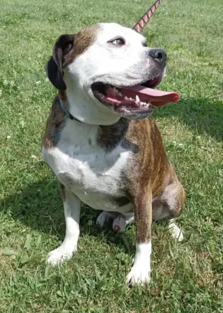 Amos