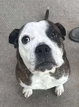 Amos