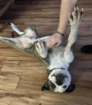 Amos