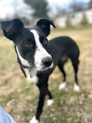 Addison