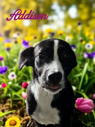 Addison