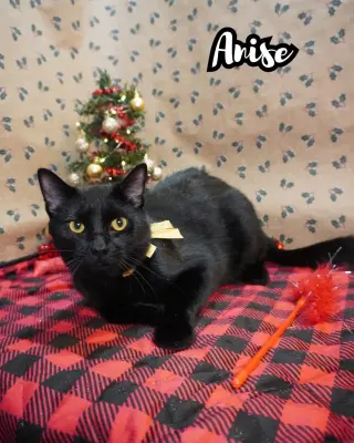 Anise