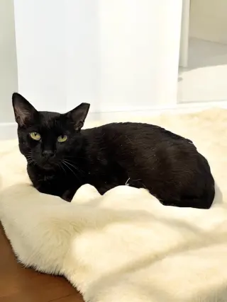 Pepper