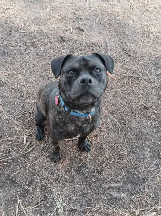 Pugsley