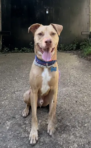 Peanut