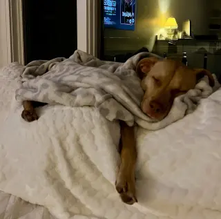 Peanut