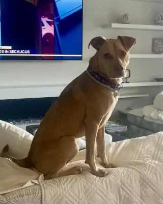 Peanut