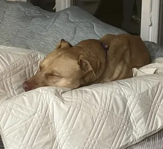 Peanut