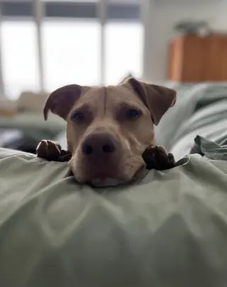 Peanut