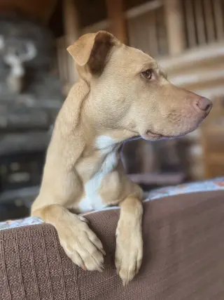 Peanut
