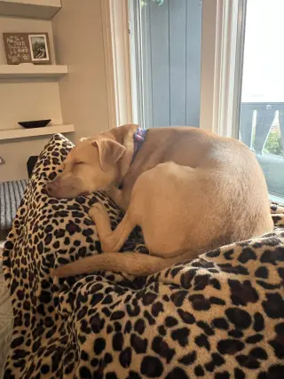 Peanut