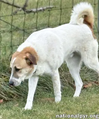 Buster in VA - Energetic Love-Bug!