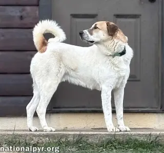 Buster in VA - Energetic Love-Bug!