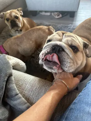 Sweet Potato
