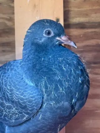 Flapjack