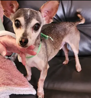 Sammy