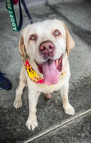 Franklin