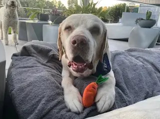 Franklin