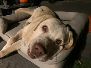 Franklin