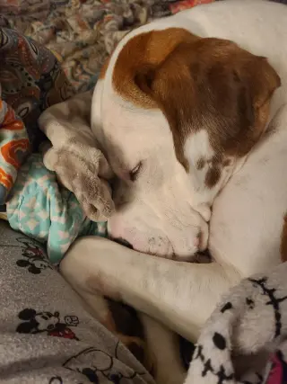 Beau