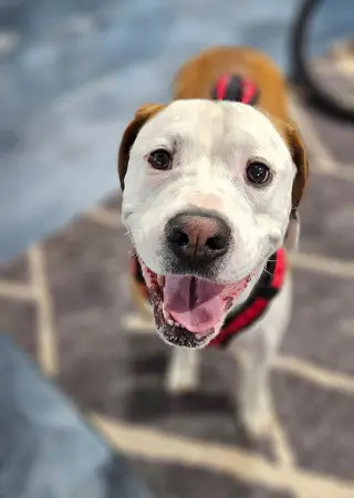 Beau