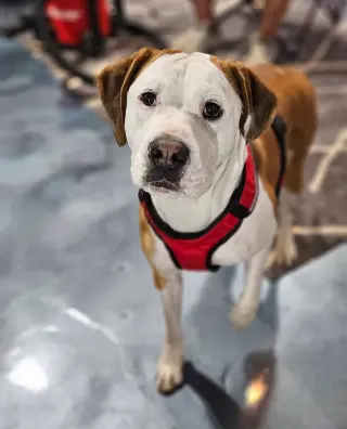 Beau