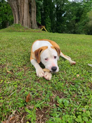 Beau