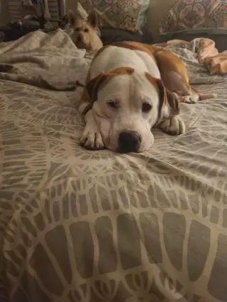 Beau