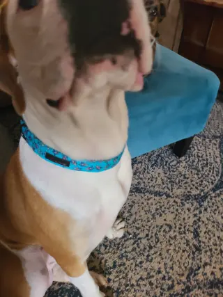 Beau