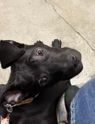 Lucy