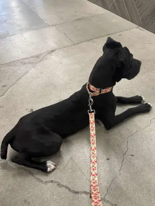 Lucy