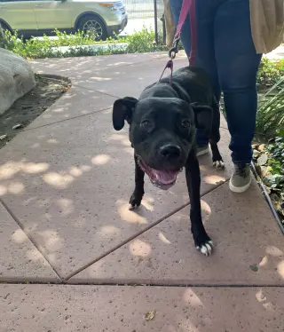 Lucy