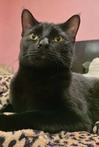 Biscuit