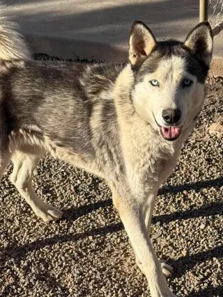 Dante
